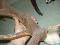 bengoro