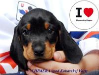 SLOVAKIAN HOUND