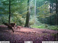 bowhunter1