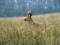 bowhunter