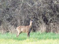 fauna