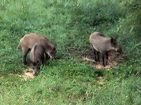 zvieracie