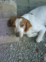 SBOL