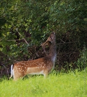 Wildlife