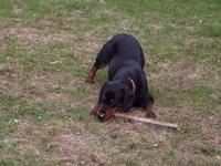 Cezar