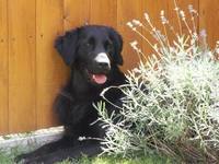 flatretriever