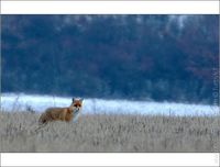 fauna
