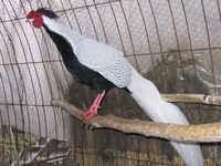 holstef
