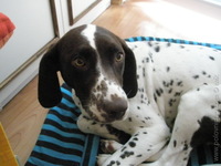 Dalila