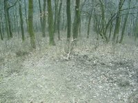 paroži unor 2007