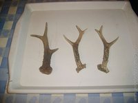 1203100931.566068.jpg