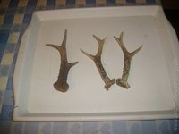 1203100983.647070.jpg