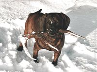 Hubert
