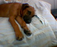 Rodezsky ridgeback
