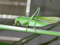 Priroda