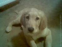 my dog