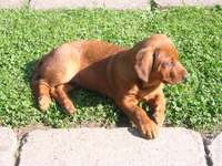 macek