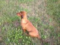 CIRO a Cara (SUCHY)