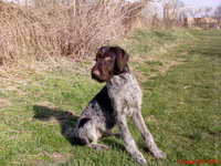 mackoalex