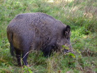 malinowskij