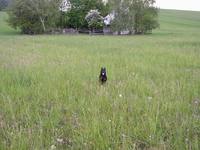 marcelh