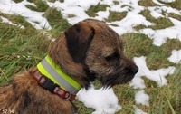 Border terrier AX