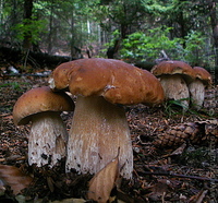 1219927668.981014.JPG