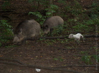 matulkoh