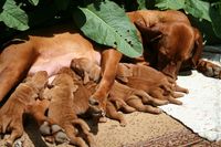 Madarska Vizsla
