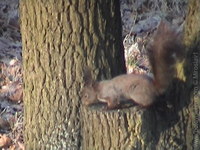 miroslav1