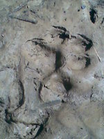 miselka