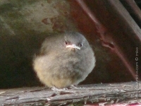 Fotky zveri