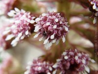 Macro