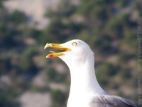 Vtáky