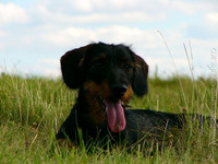 eddy wurttemberg