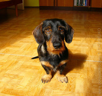 ondrejko