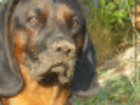 1222195886.663888.gif