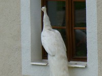 Červený Kameň