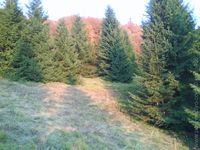 kadečo