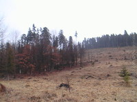 1174167273.322027.jpg