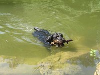 Jagdterriér