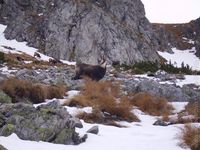 Vysoké Tatry