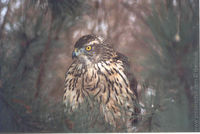 accipiter gentilis