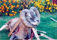 rudolf39