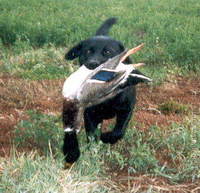 labrador