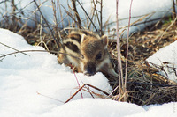 skopko