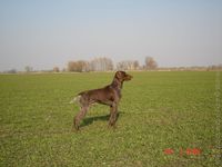 stavac
