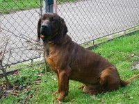 steffan