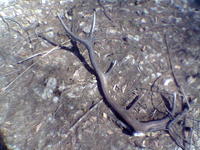 zhody 2006