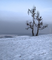 szrobert